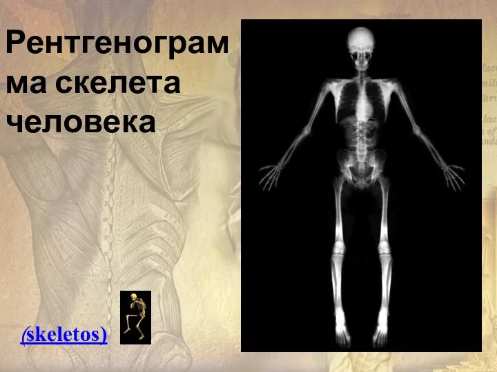 Рентгенограмма скелета человека (skeletos)