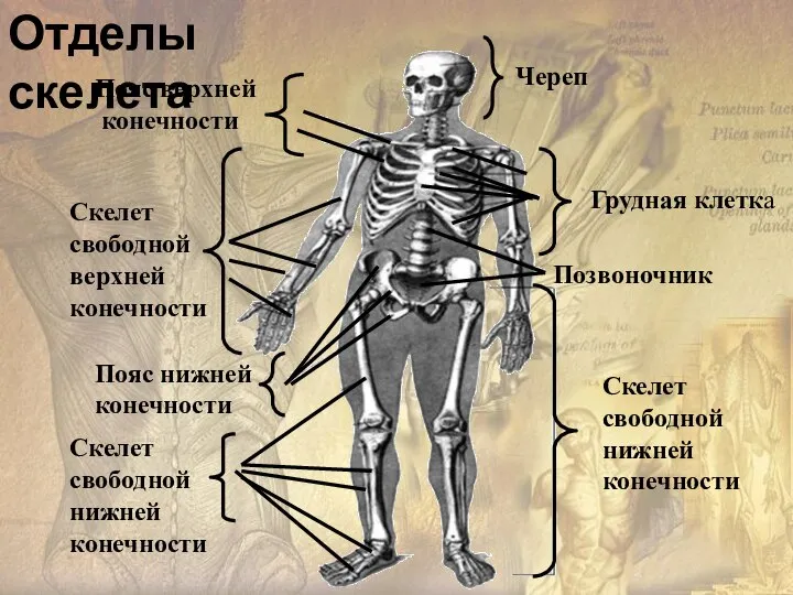 Пояс верхней конечности Скелет свободной верхней конечности Череп Грудная клетка Позвоночник Скелет