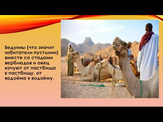 Бедуины (что значит «обитатели пустыни») вместе со стадами верблюдов и овец кочуют