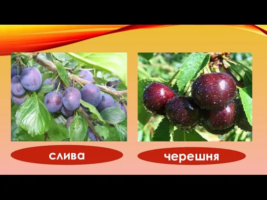 слива черешня