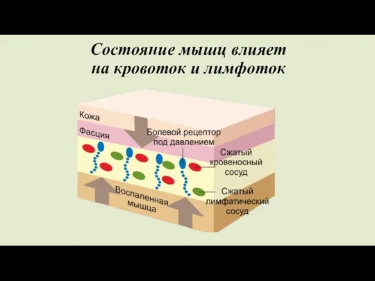 Состояние мышц влияет на кровоток и лимфоток
