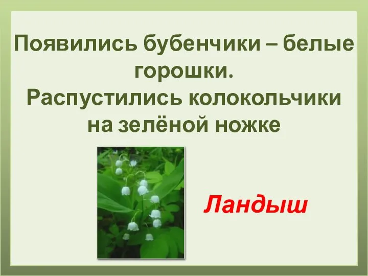 Появились бубенчики – белые горошки. Распустились колокольчики на зелёной ножке Ландыш