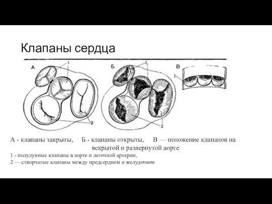 Клапаны сердца А - клапаны закрыты, Б - клапаны открыты, В —