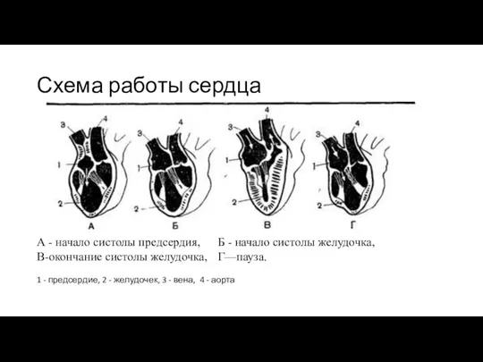 Схема работы сердца А - начало систолы предсердия, Б - начало систолы
