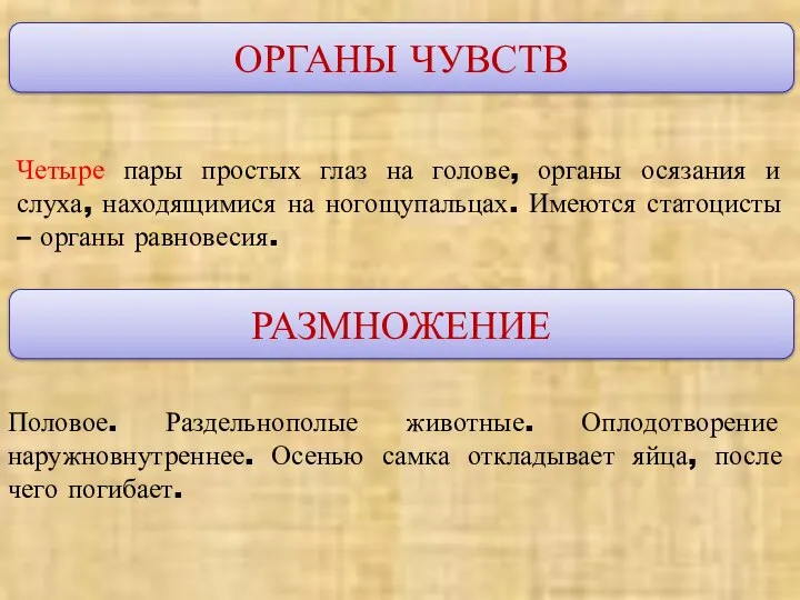 ОРГАНЫ ЧУВСТВ Четыре пары простых глаз на голове, органы осязания и слуха,