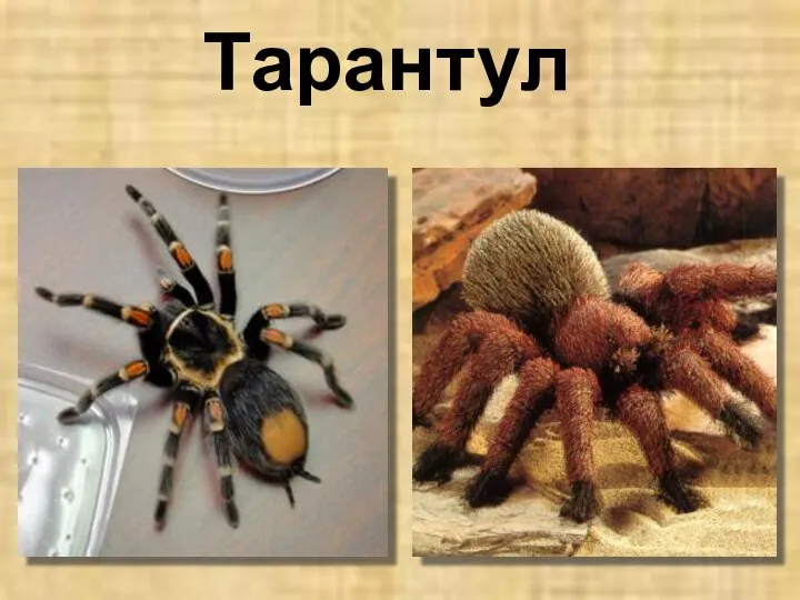 Тарантул