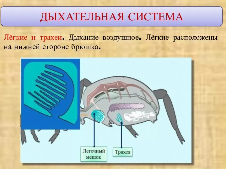 ДЫХАТЕЛЬНАЯ СИСТЕМА Лёгкие и трахеи. Дыхание воздушное. Лёгкие расположены на нижней стороне брюшка.