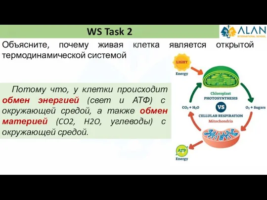 WS Task 2 Потому что, у клетки происходит обмен энергией (свет и