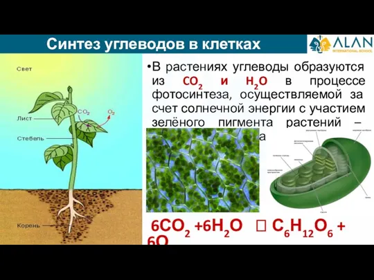 В растениях углеводы образуются из CO2 и H2O в процессе фотосинтеза, осуществляемой