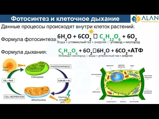 Фотосинтез и клеточное дыхание Данные процессы происходят внутри клеток растений. Формула фотосинтеза: