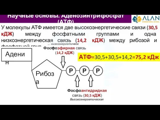 Научные основы. Аденозинтрифосфат (АТФ) У молекулы АТФ имеется две высокоэнергетические связи (30,5