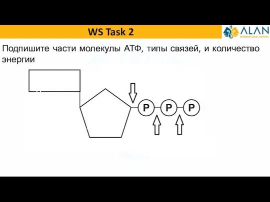 WS Task 2 Подпишите части молекулы АТФ, типы связей, и количество энергии