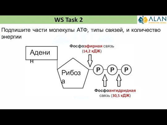 WS Task 2 Подпишите части молекулы АТФ, типы связей, и количество энергии