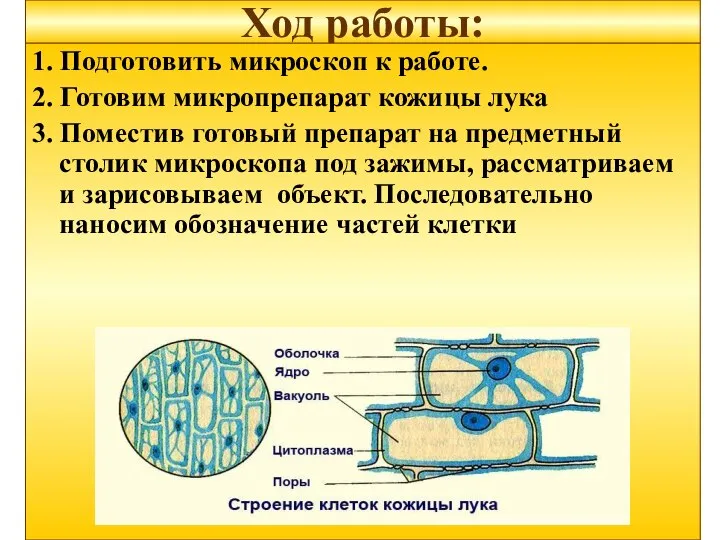 Ход работы: 1. Подготовить микроскоп к работе. 2. Готовим микропрепарат кожицы лука