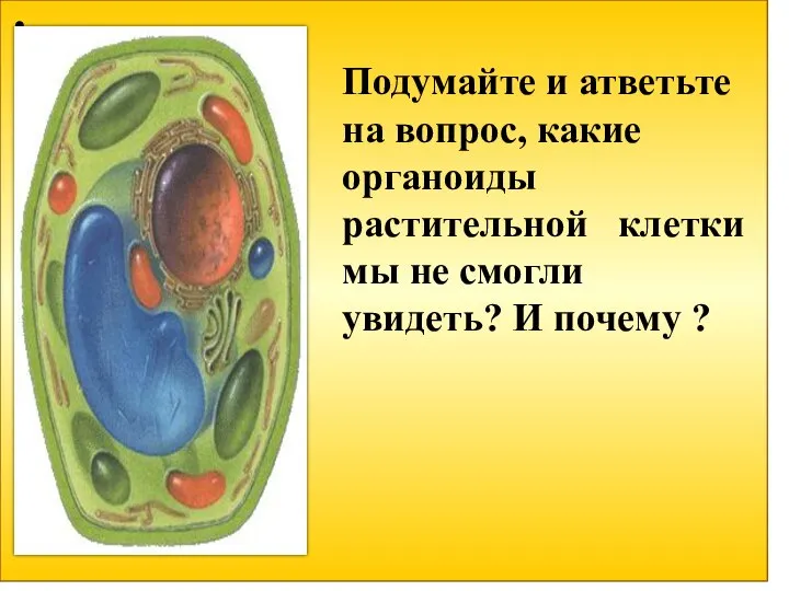 Подумайте и атветьте на вопрос, какие органоиды растительной клетки мы не смогли увидеть? И почему ?