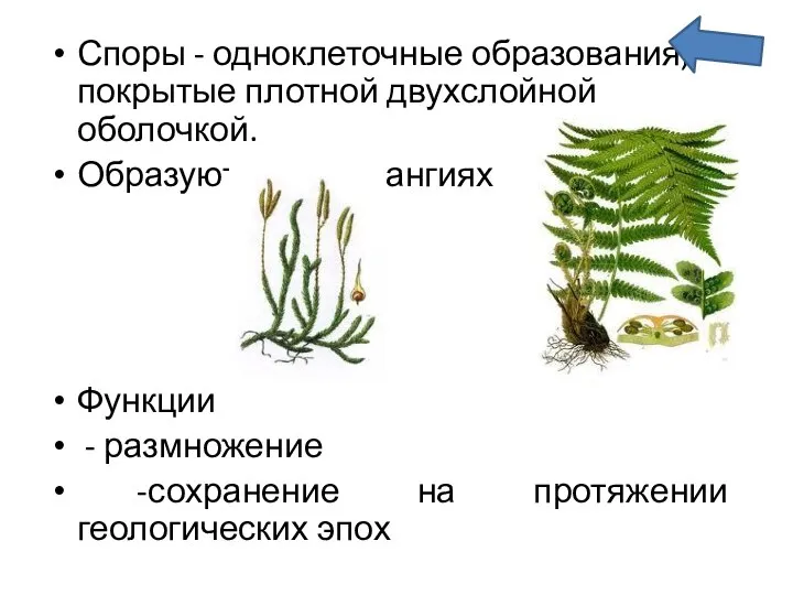 Споры - одноклеточные образования, покрытые плотной двухслойной оболочкой. Образуются в спорангиях Функции