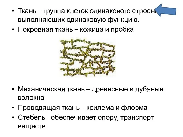 Ткань – группа клеток одинакового строения, выполняющих одинаковую функцию. Покровная ткань –