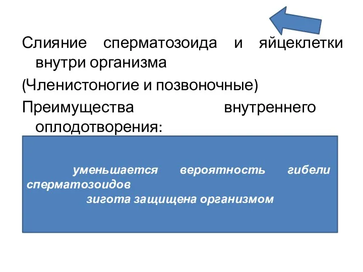 Слияние сперматозоида и яйцеклетки внутри организма (Членистоногие и позвоночные) Преимущества внутреннего оплодотворения: