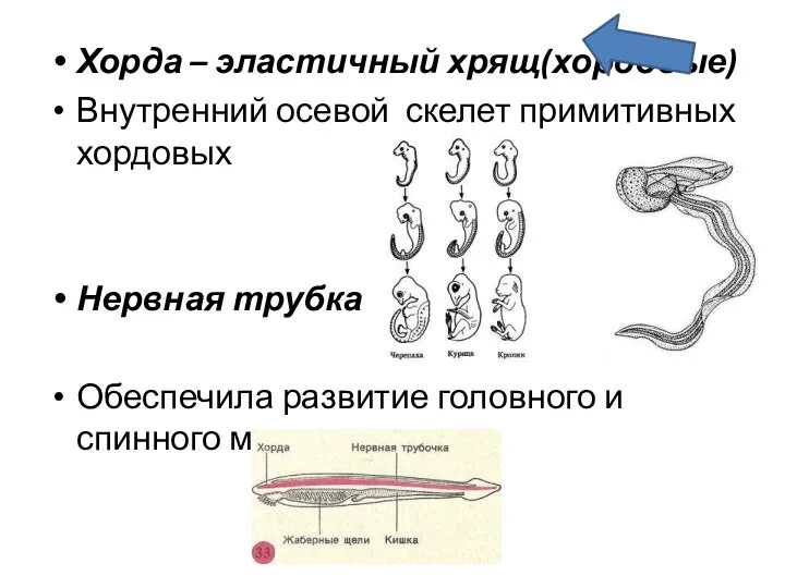 Хорда – эластичный хрящ(хордовые) Внутренний осевой скелет примитивных хордовых Нервная трубка Обеспечила