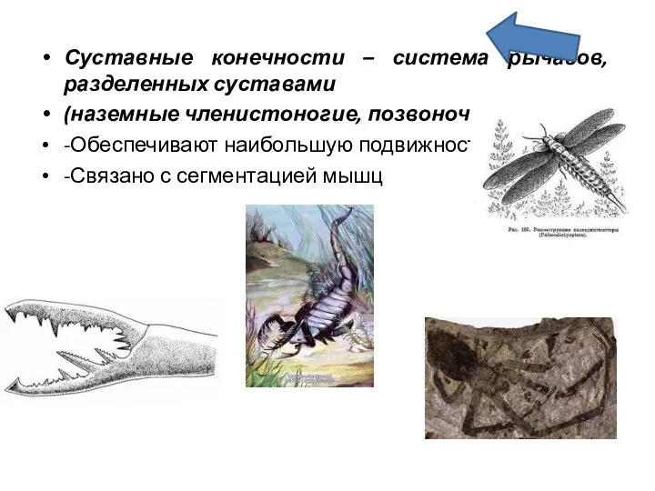 Суставные конечности – система рычагов, разделенных суставами (наземные членистоногие, позвоночные) -Обеспечивают наибольшую