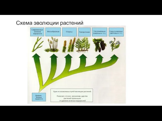 Схема эволюции растений