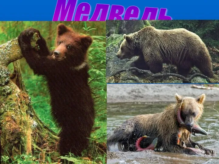 Медведь