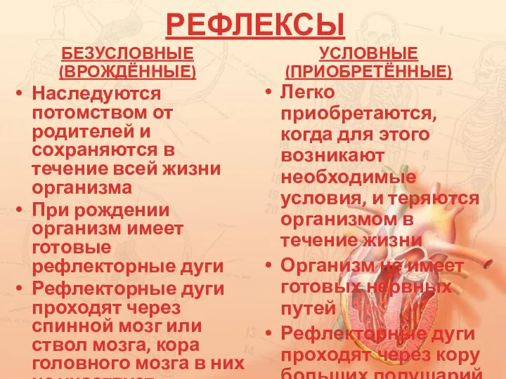 РЕФЛЕКСЫ БЕЗУСЛОВНЫЕ (ВРОЖДЁННЫЕ) Наследуются потомством от родителей и сохраняются в течение всей