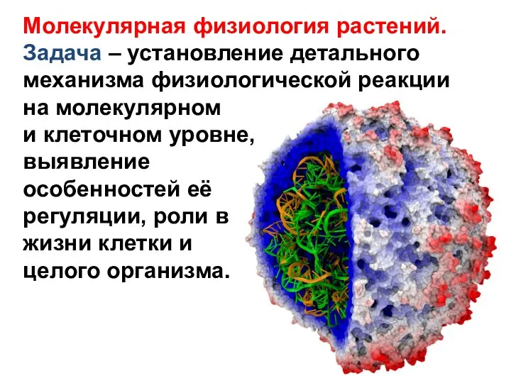 Молекулярная физиология растений. Задача – установление детального механизма физиологической реакции на молекулярном