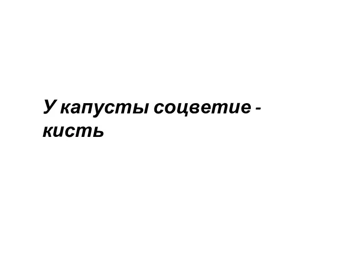 Соцветие капусты У капусты соцветие - кисть