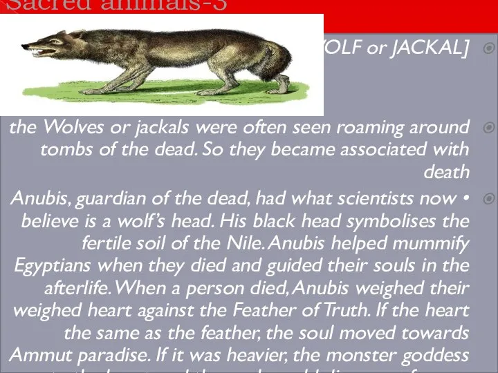 3-Sacred animals [WOLF or JACKAL] Wolves or jackals were often seen roaming