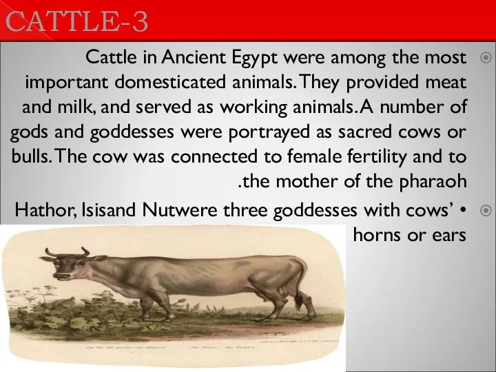 3-CATTLE Cattle in Ancient Egypt were among the most important domesticated animals.