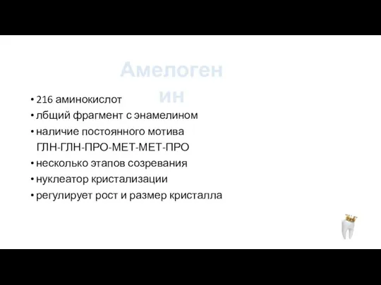 216 аминокислот лбщий фрагмент с энамелином наличие постоянного мотива ГЛН-ГЛН-ПРО-МЕТ-МЕТ-ПРО несколько этапов