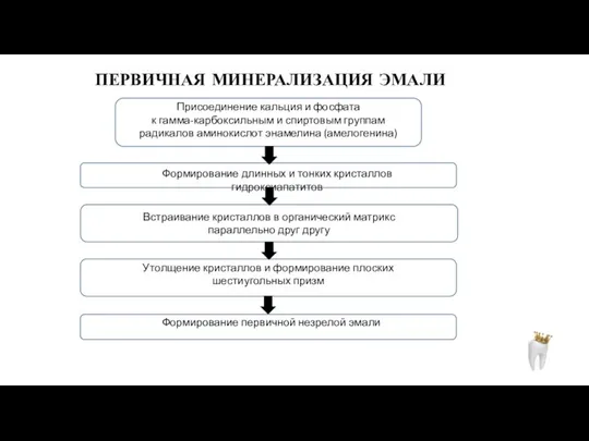 ПЕРВИЧНАЯ МИНЕРАЛИЗАЦИЯ ЭМАЛИ