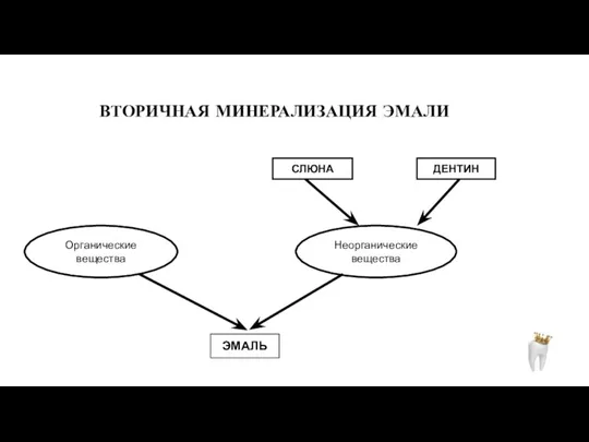 ВТОРИЧНАЯ МИНЕРАЛИЗАЦИЯ ЭМАЛИ СЛЮНА ДЕНТИН Неорганические вещества ЭМАЛЬ Органические вещества