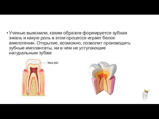 Ученые выяснили, каким образом формируется зубная эмаль и какую роль в этом