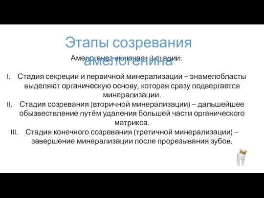 Амелогенез включает 3 стадии: Стадия секреции и первичной минерализации – энамелобласты выделяют