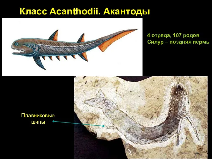 Класс Acanthodii. Акантоды Плавниковые шипы 4 отряда, 107 родов Силур – поздняя пермь