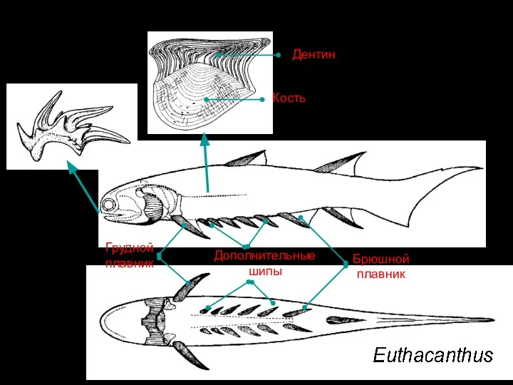 Грудной плавник Брюшной плавник Дополнительные шипы Дентин Кость
