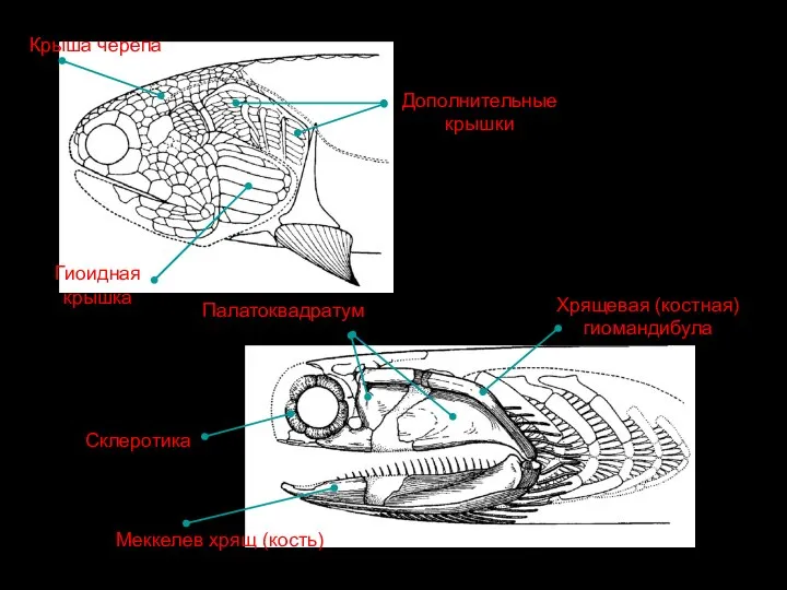 Гиоидная крышка Дополнительные крышки Крыша черепа Склеротика Хрящевая (костная) гиомандибула Меккелев хрящ (кость) Палатоквадратум