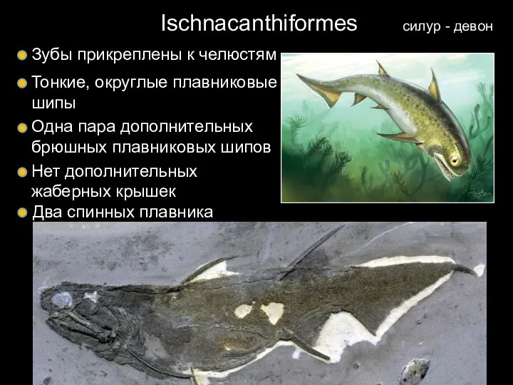 Ischnacanthiformes силур - девон Зубы прикреплены к челюстям Тонкие, округлые плавниковые шипы