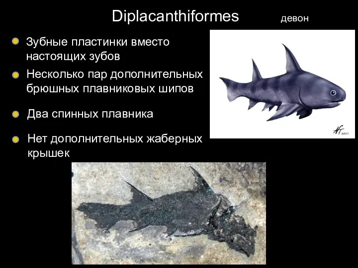 Diplacanthiformes девон Зубные пластинки вместо настоящих зубов Несколько пар дополнительных брюшных плавниковых