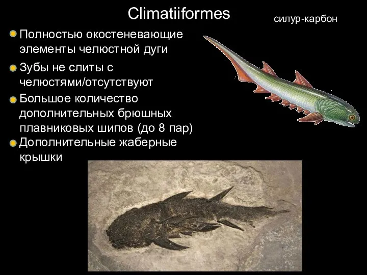 Climatiiformes силур-карбон Полностью окостеневающие элементы челюстной дуги Зубы не слиты с челюстями/отсутствуют