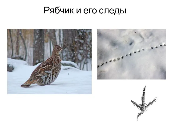 Рябчик и его следы