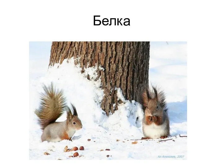 Белка