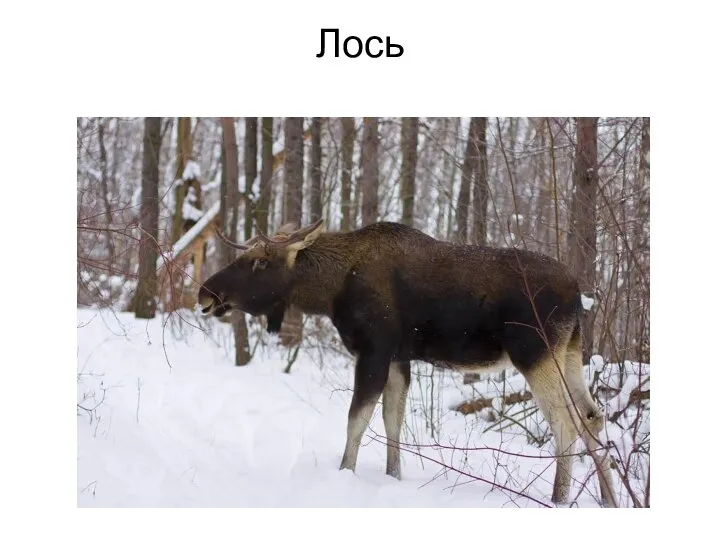 Лось