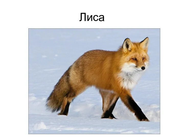 Лиса