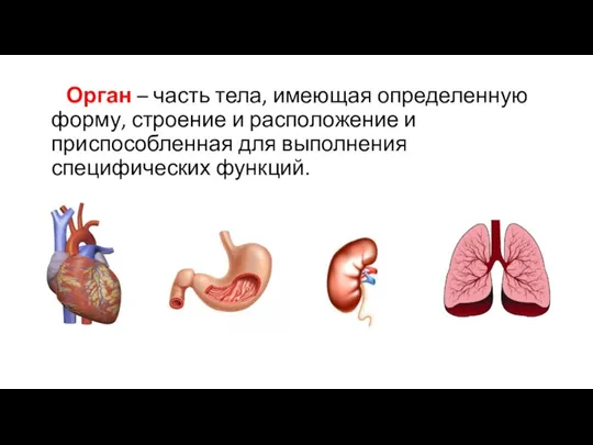 Орган – часть тела, имеющая определенную форму, строение и расположение и приспособленная для выполнения специфических функций.