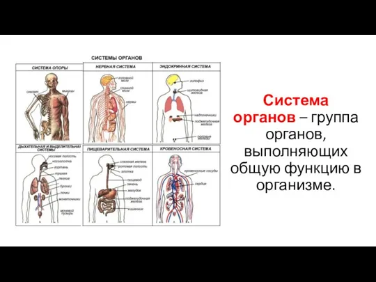 Система органов – группа органов, выполняющих общую функцию в организме.