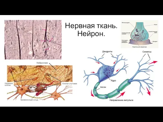 Нервная ткань. Нейрон.