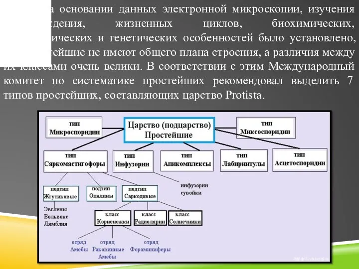 На основании данных электронной микроскопии, изучения происхождения, жизненных циклов, биохимических, физиологических и